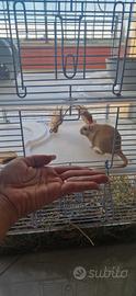 Animali