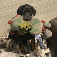 Cuccioli di dobermann di altissima genealogia