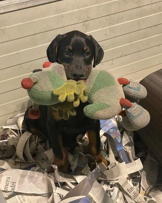 Cuccioli di dobermann di altissima genealogia