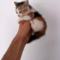 Gattina Tricolore