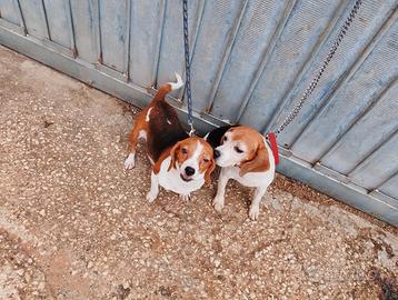 Cane da caccia Beagle Elizabeth