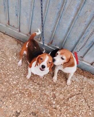 Cane da caccia Beagle Elizabeth