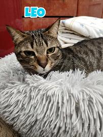 LEO gatto tigrato di due anni
