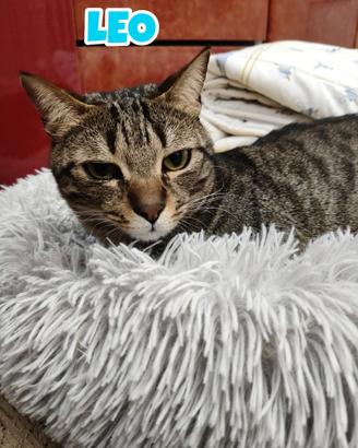 LEO gatto tigrato di due anni
