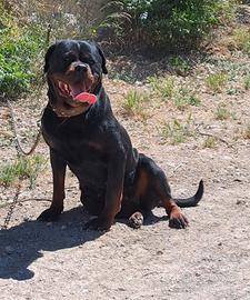 Rottweiler
