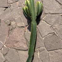 Talee euphorbia euforbia