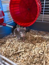 Cuccioli di criceto
