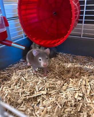 Cuccioli di criceto