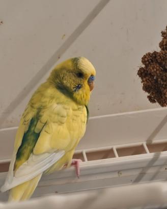 Vendita cocorite