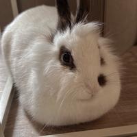 Coniglietta da compagnia