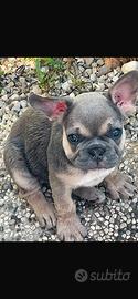 Bulldog francese