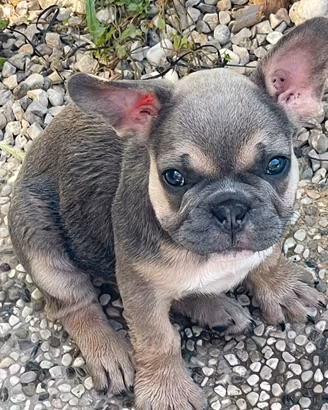 Bulldog francese