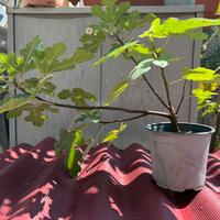 Pianta di fico di due anni per bonsai