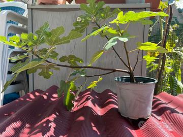 Pianta di fico di due anni per bonsai