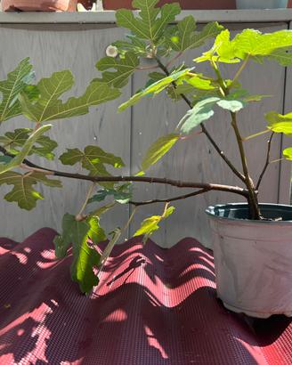 Pianta di fico di due anni per bonsai