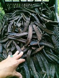 carrube naturali senza trattamenti
