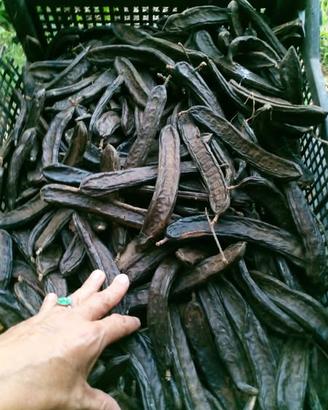 carrube naturali senza trattamenti