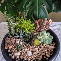 Terrario artigianale con piante vere – pezzo unico