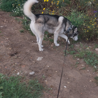 Siberian Husky per monte