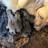 Cani pastore Kangal ultimi 2 cuccioli