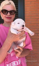 Amstaff cucciolo gli occhi BLU con pedigree ENCI