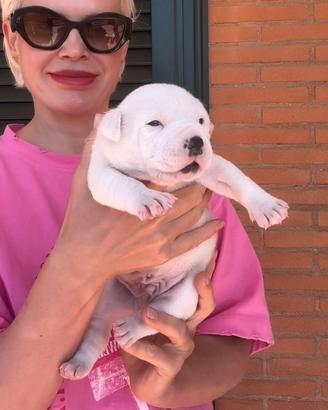 Amstaff cucciolo gli occhi BLU con pedigree ENCI