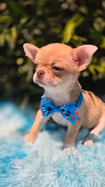 Chihuahua mini con pedigree
