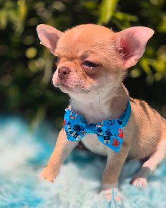 Chihuahua mini con pedigree