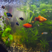 Molly, guppy
