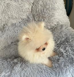 Spiz di pomerania toy