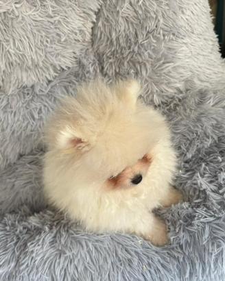 Spiz di pomerania toy