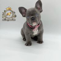Luxurious French Lélite del bulldog francese