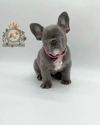 Luxurious French Lélite del bulldog francese