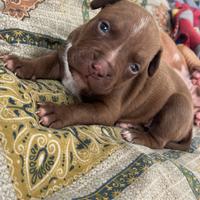 Pit bull