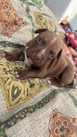 Pit bull