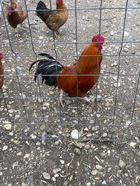 Galli