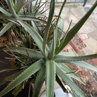 Aloe vera