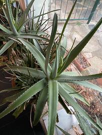 Aloe vera