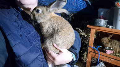Conigli Leprino x Nuova Zelanda