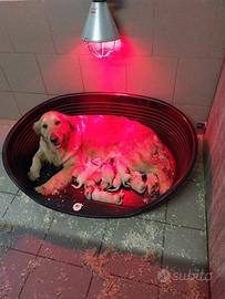 Cuccioli di Golden retriever