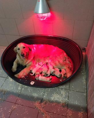Cuccioli di Golden retriever