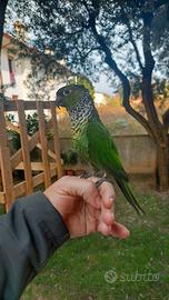 Pappagallo conuro allevato a mano