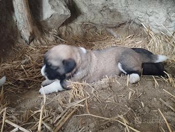 Cuccioli pastore del Caucaso