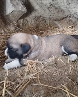 Cuccioli pastore del Caucaso