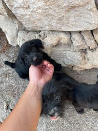 Cuccioli di piccola taglia