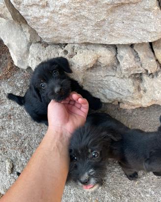 Cuccioli di piccola taglia