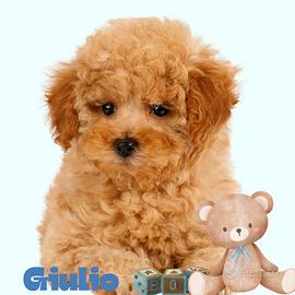 BARBONCINI TOY & BARBONCINO NANO albicocca puppy