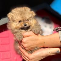 Cucciolo Pomerania nano tedesco