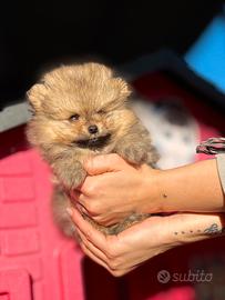 Cucciolo Pomerania nano tedesco