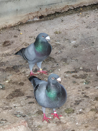 Colombi viagiatori tedesco